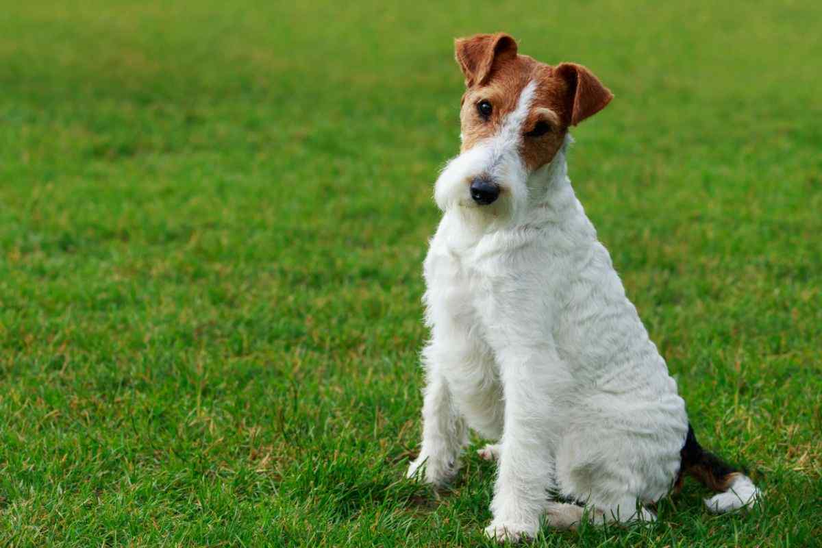 fox terrier razza