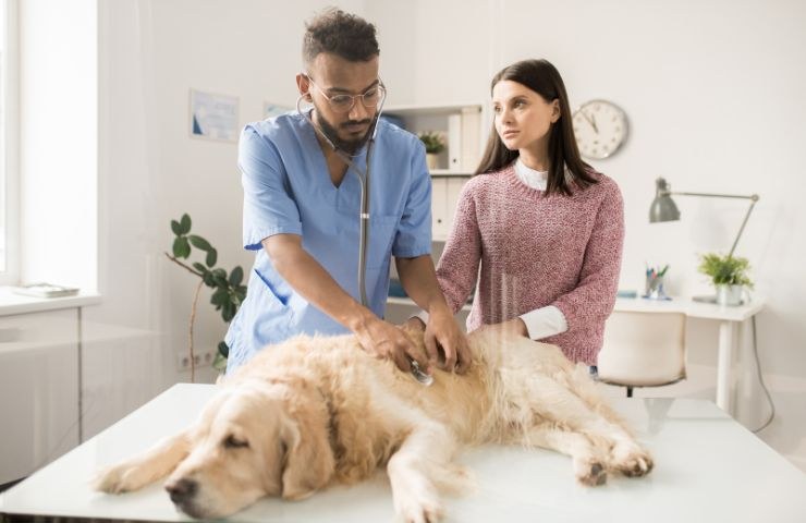 cane in visita dal veterinario