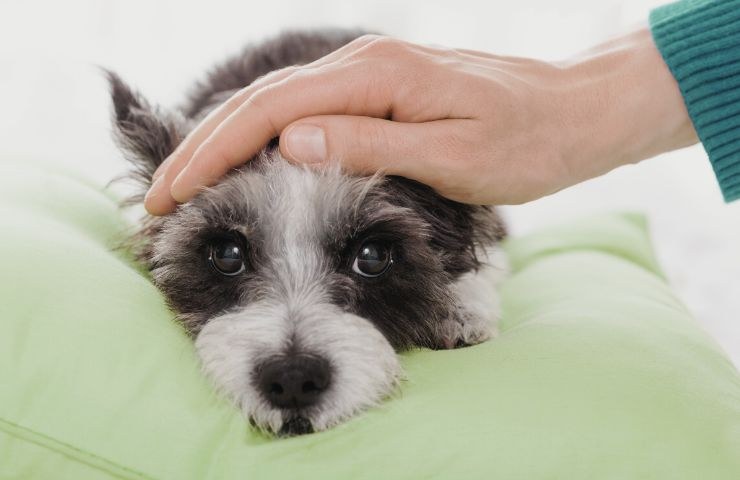 cane non si sente bene