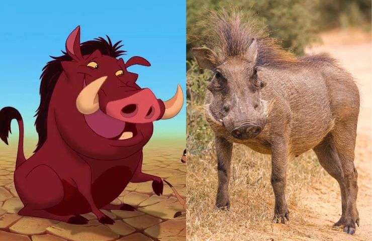 razza animale pumbaa