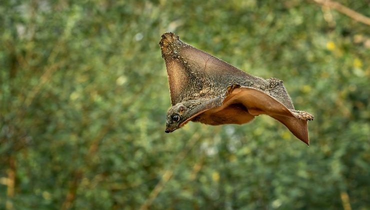 colugo 