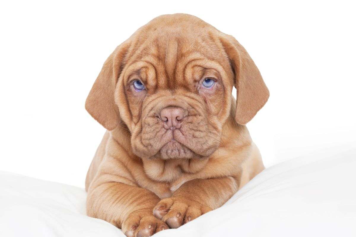 cucciolo dogue