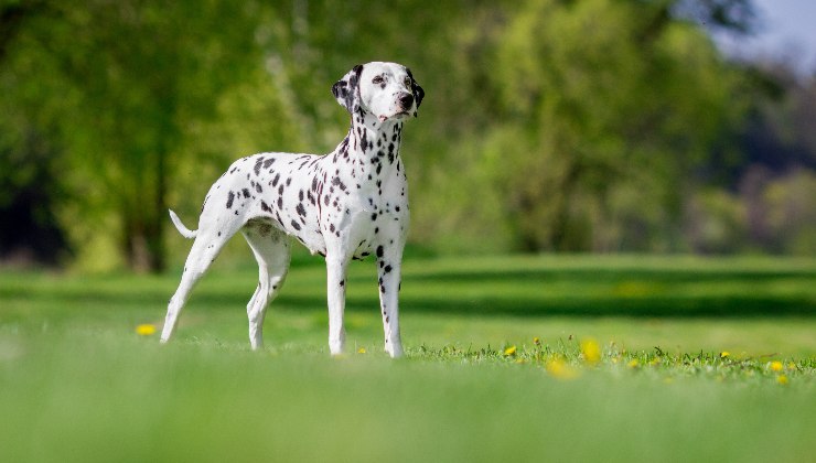 dalmata