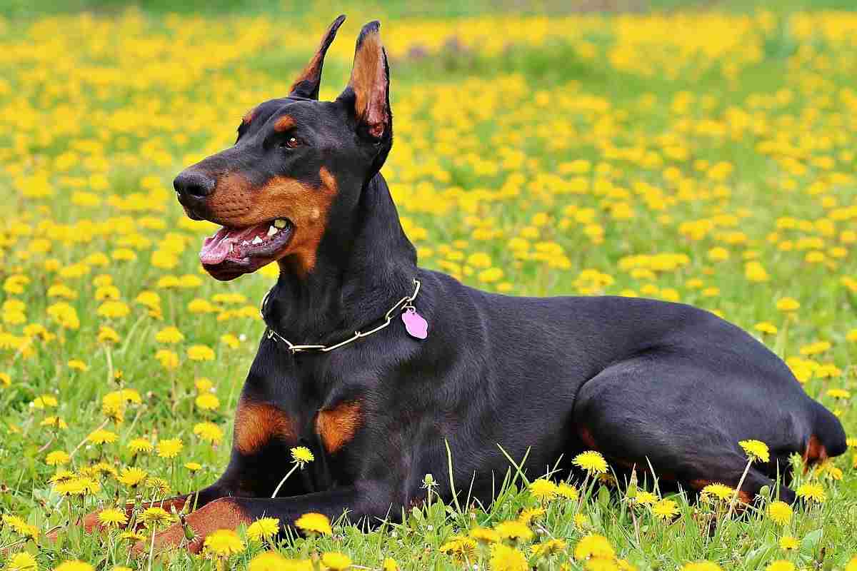 dobermann in un prato fiorito