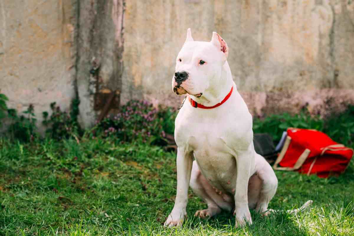 dogo argentino seduto