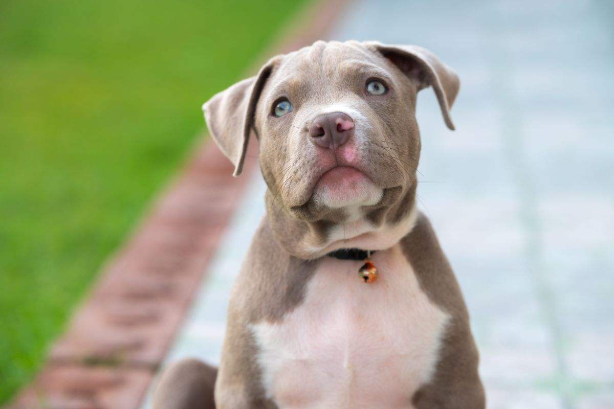 american bully cucciolo