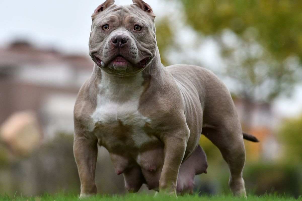 american bully adulto