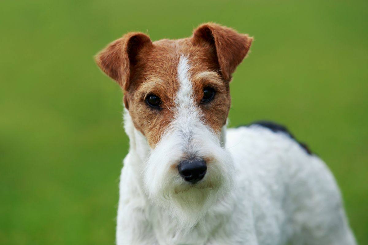 fox terrier sul prato