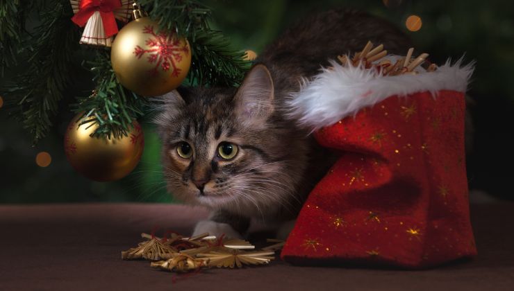 gatto a natale