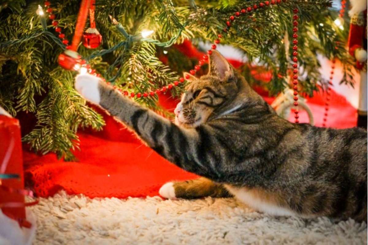 Dove mettere l'albero di Natale se hai un gatto: le strategie vincenti