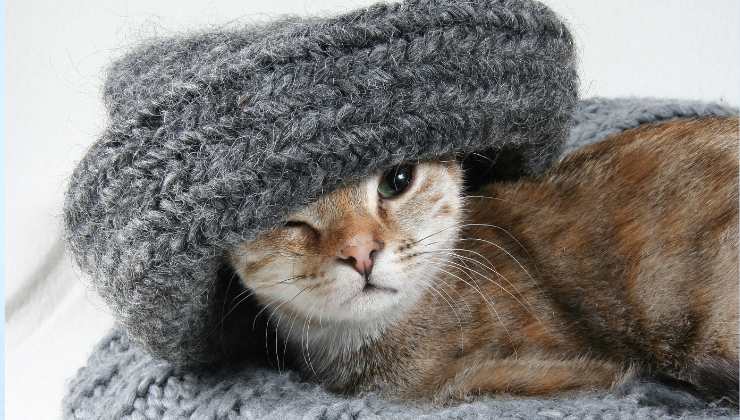 gatto con cappello di lana