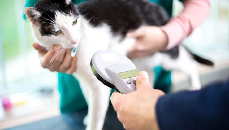 gatto con microchip