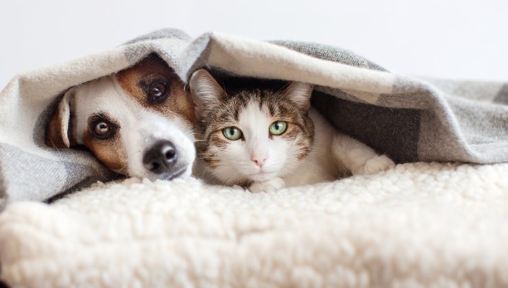 gatto e cane con coperta