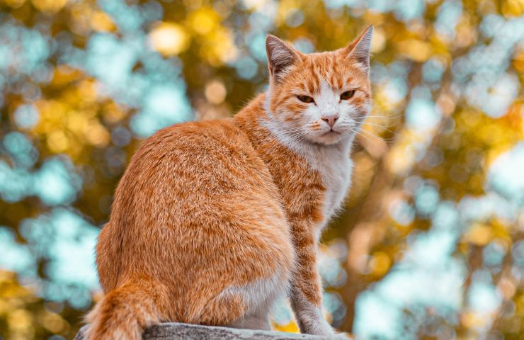 gatto arancione