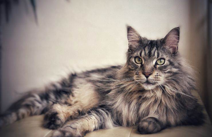 gatto maine coon