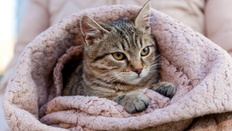 Gatto con coperta rosa