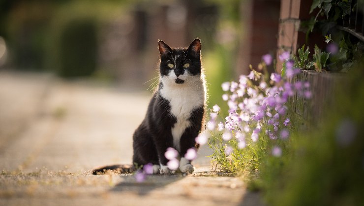 gatto in strada