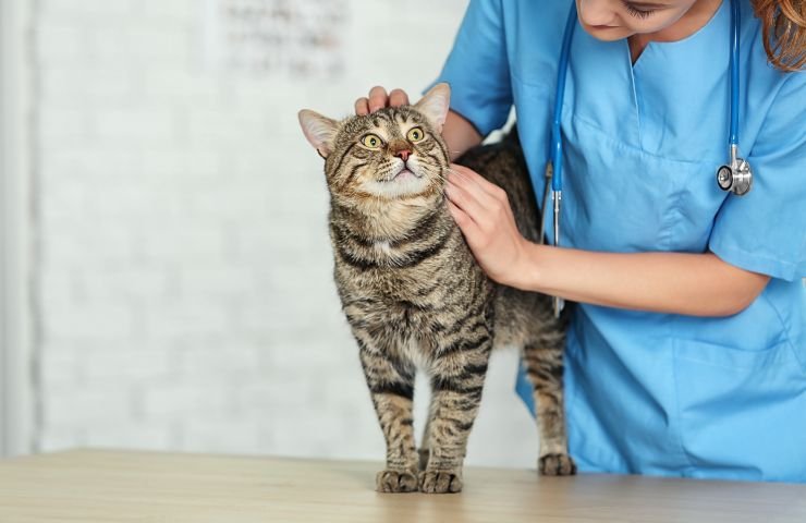 gatto dal veterinario