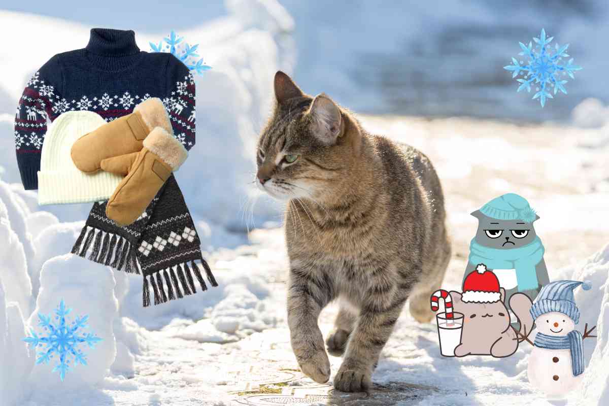 idee per il gatto in inverno