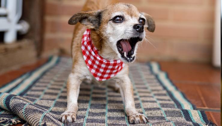 il cane anziano abbaia,