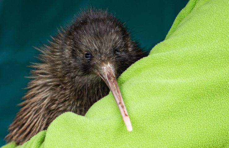 kiwi in braccio ad una persona