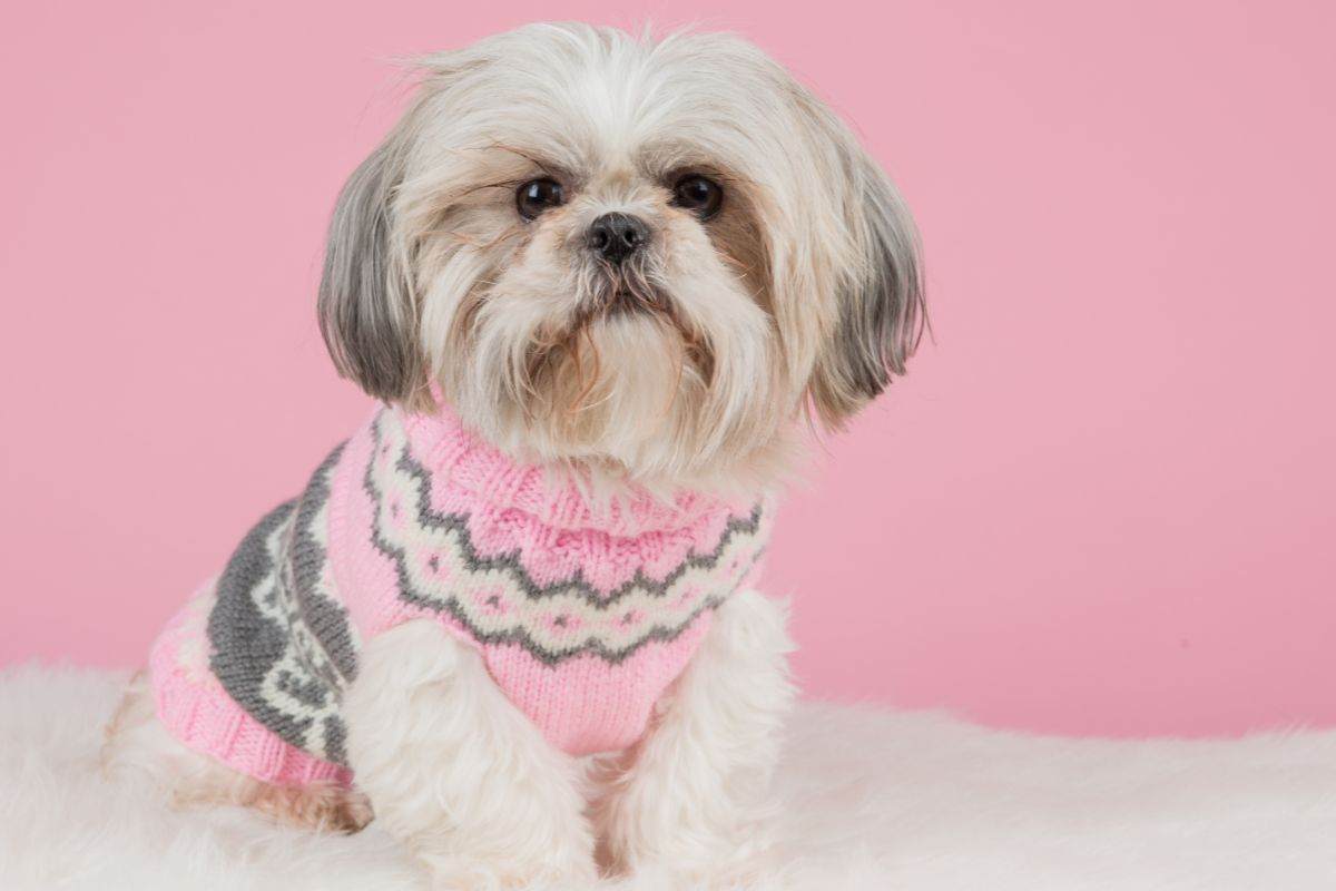 cane con maglione