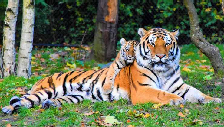 mamma tigre e cucciolo