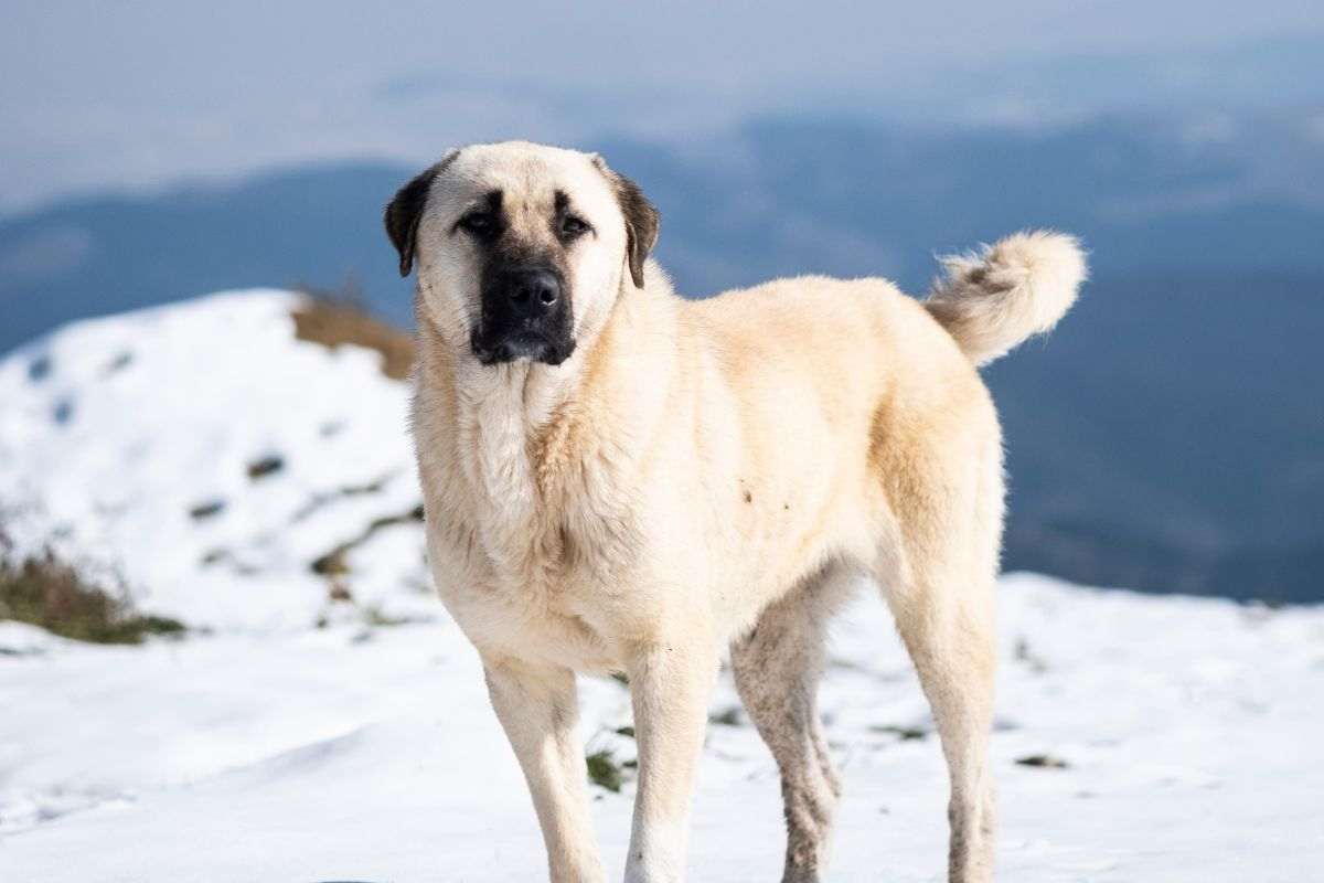 pastore dell'anatolia sulla neve