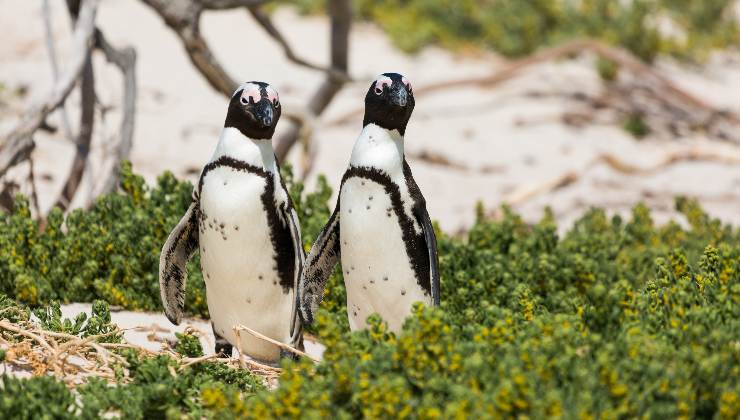 coppia di pinguini