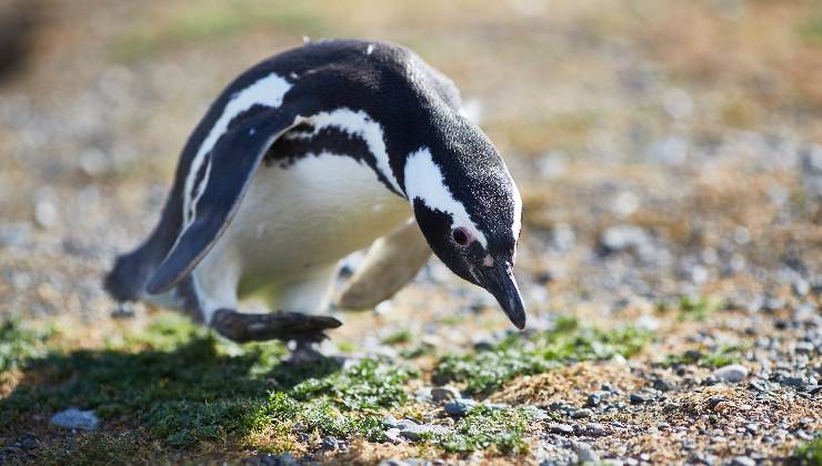 Pinguino magellano