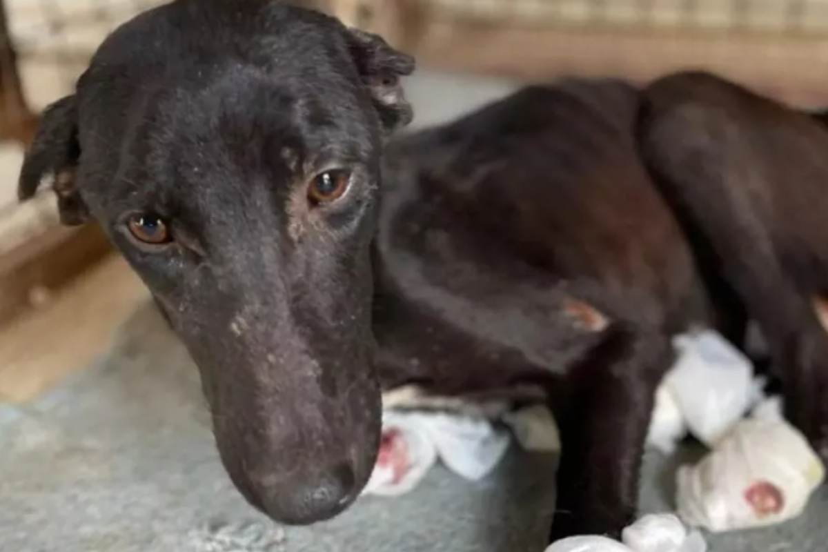 povera cagnolina torturata