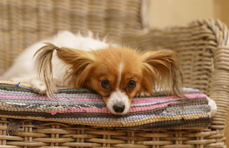 cane sdraiato su una poltrona