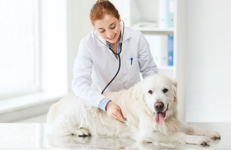 cane e dottoressa durante una visita veterinaria 