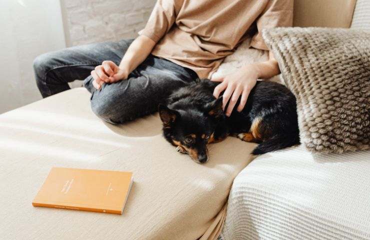 cane sul letto con la padrona