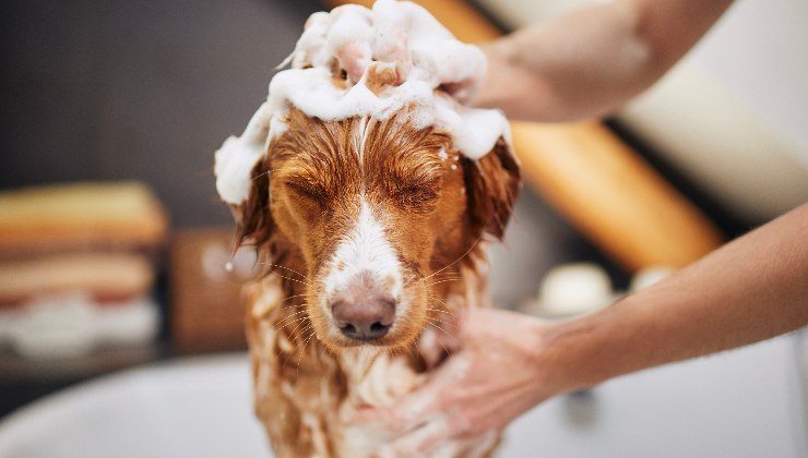 shampoo al cane