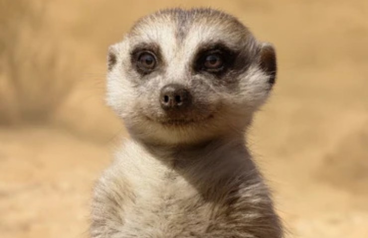 timon nel live action