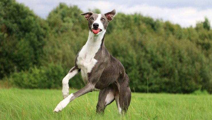 whippet