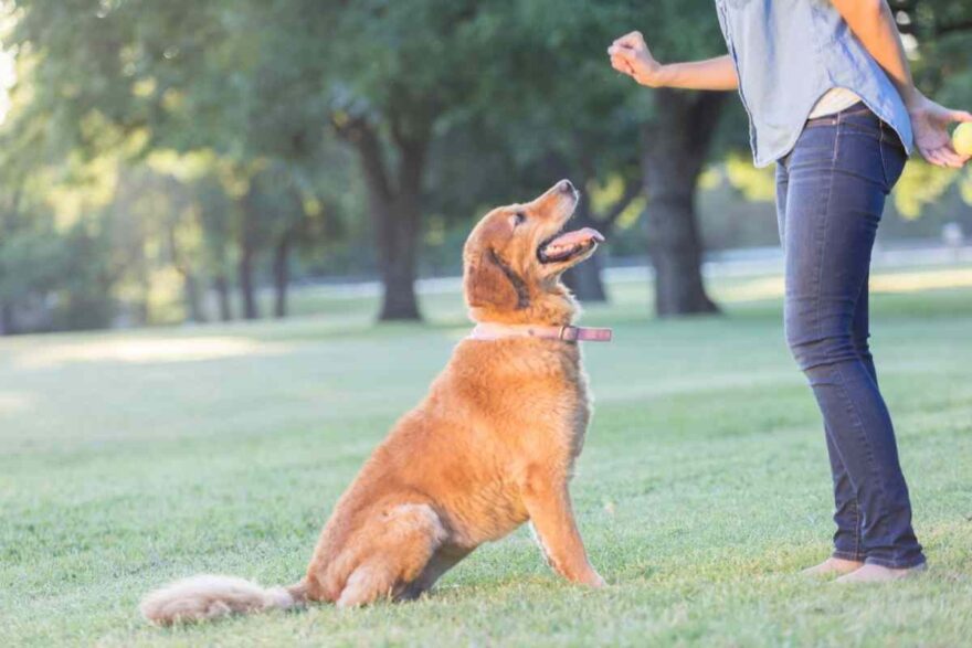 Cane che gioca con il padrone