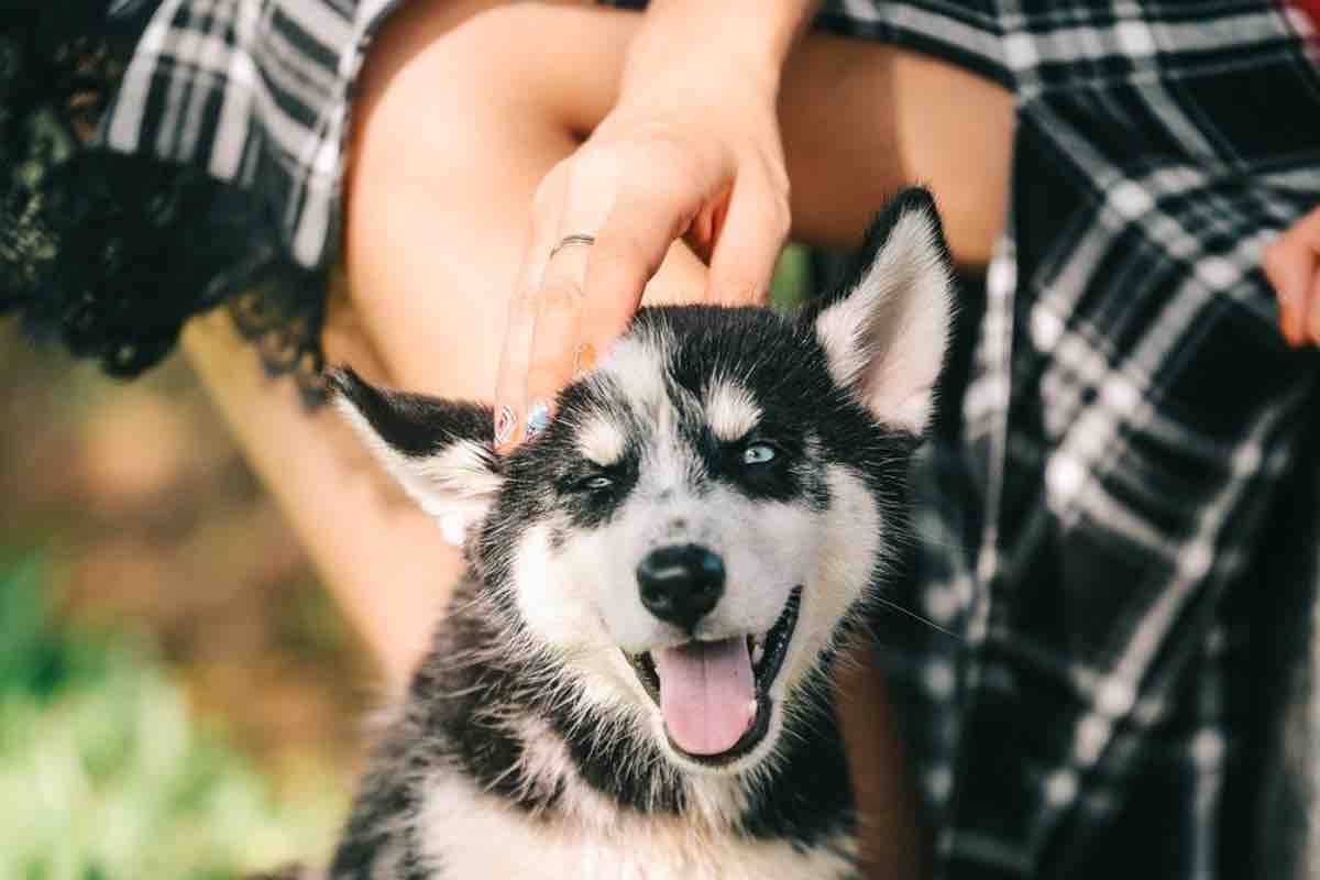 Cucciolo di cane riceve carezze sul prato