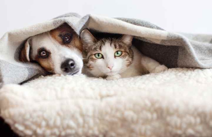 Cane e gatto sotto la coperta