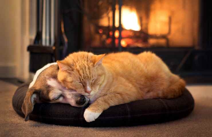 Gatto e cane sulla cuccia calda