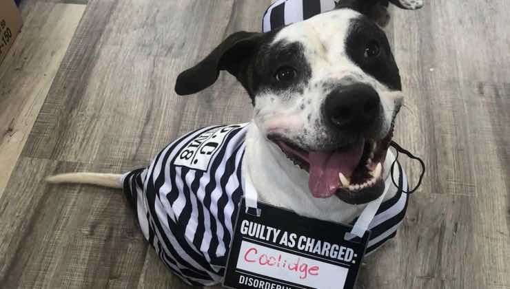 Cane sorridente travestito da detenuto per la notte del 31 ottobre 