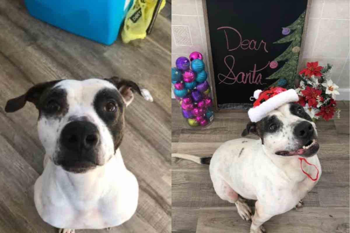 Cane Pit bull in casa vicino all'albero di Natale