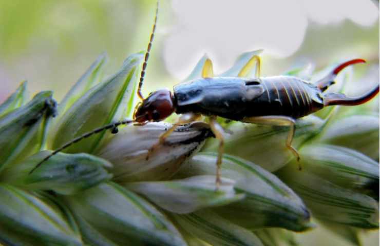 Forficula auricularia