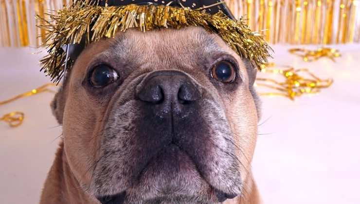 Cane con pupille dilatate e cappellino di Capodanno su sfondo dorato 