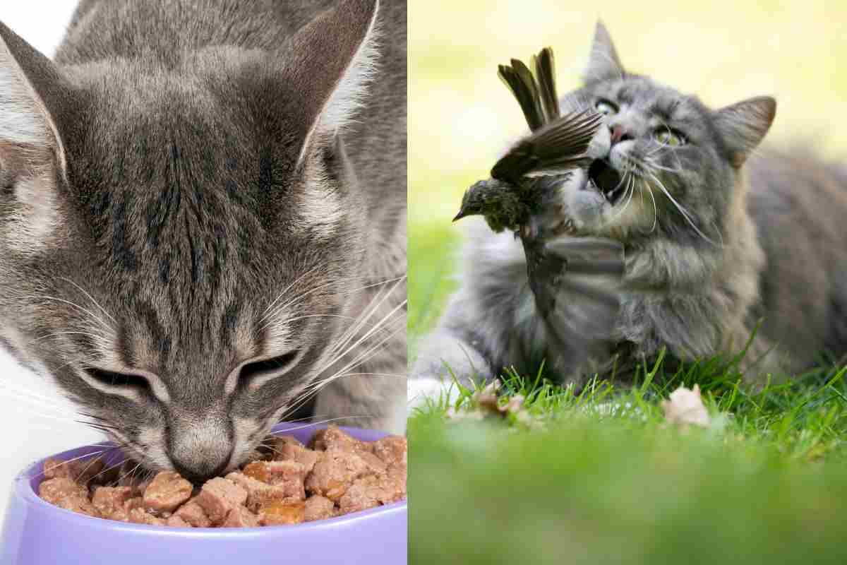 Gatto mangia cibo crudo e caccia uccelli