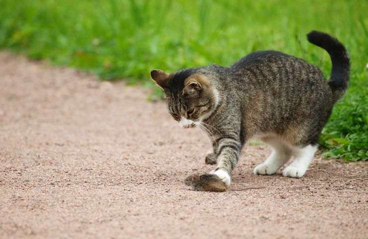 Gatto caccia topo