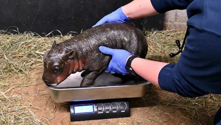 Visita al cucciolo di ippopotamo pigmeo allo Zoo Metro Richmond di Moseley in Virginia 