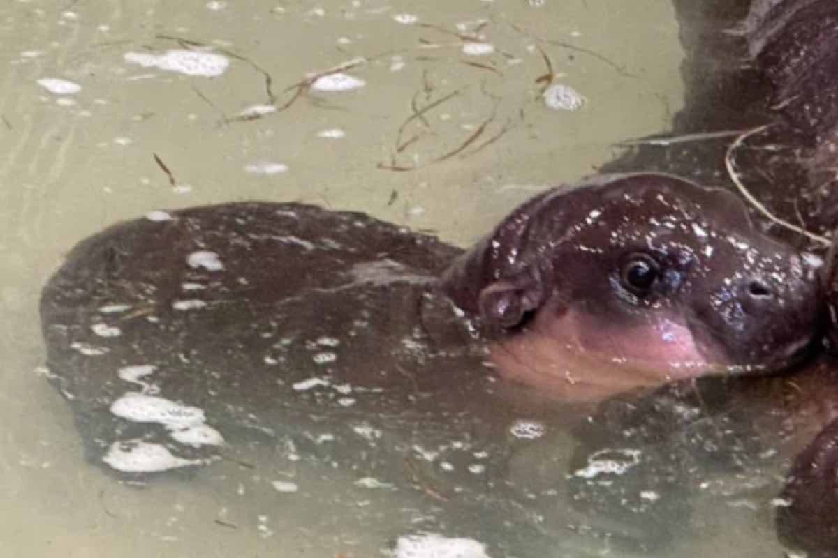 Cucciolo di ippopotamo pigmeo nello zoo della Virginia