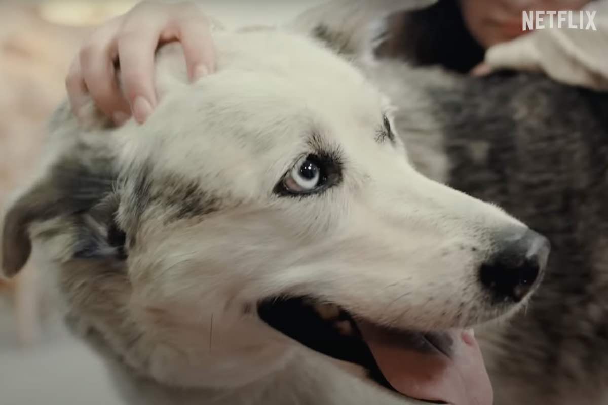 Carezza sulla testa a un cane bianco con gli occhi celesti